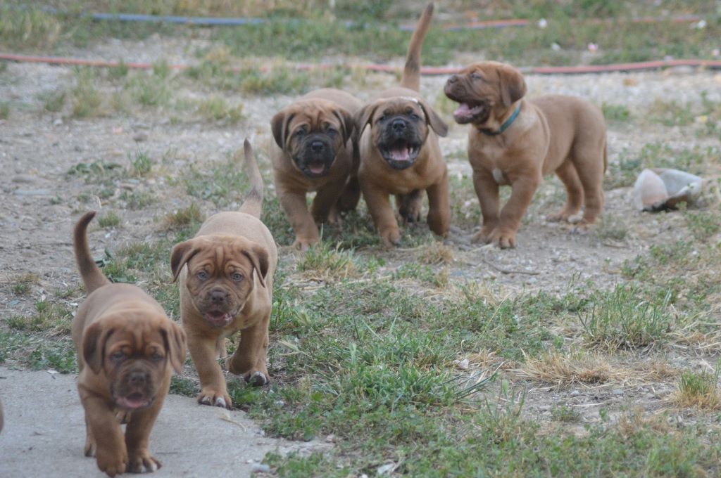 Of Rhodes's Family - Dogue de Bordeaux - Portée née le 10/04/2017