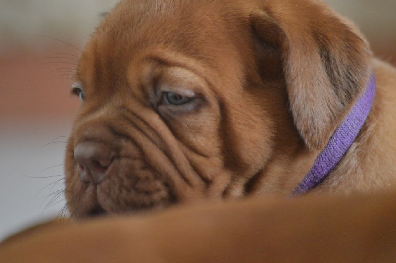 Of Rhodes's Family - Dogue de Bordeaux - Portée née le 04/06/2016