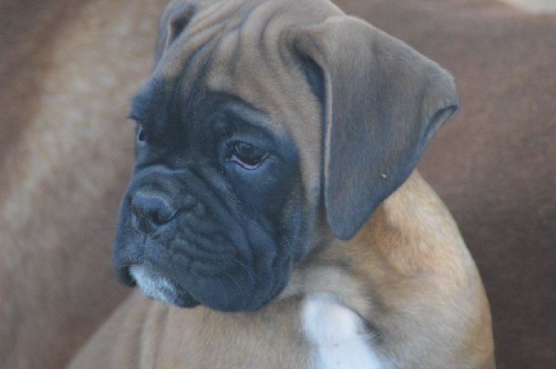 Of Rhodes's Family - Boxer - Portée née le 29/11/2015