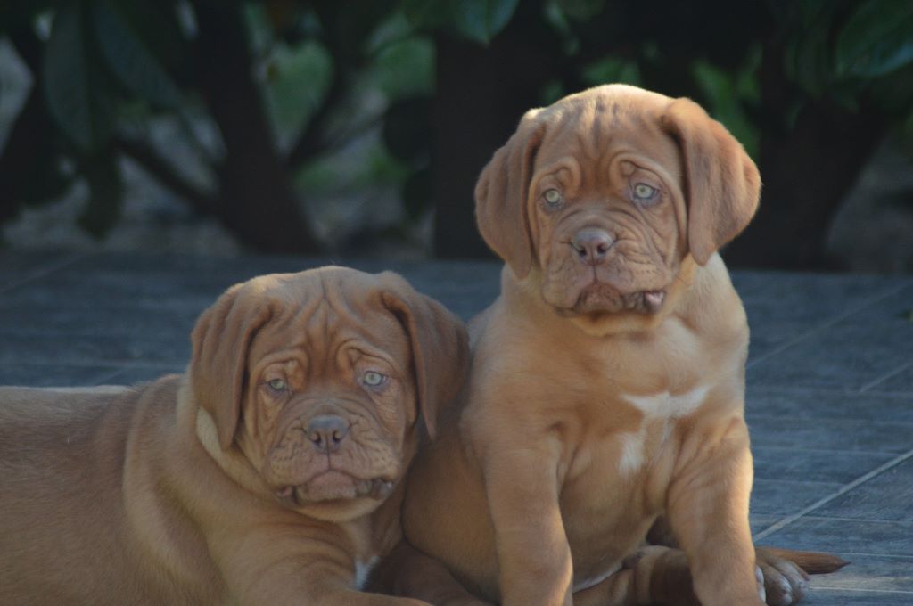 Of Rhodes's Family - Les bébés sont prêts à partir !